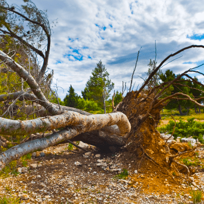Tree Removal